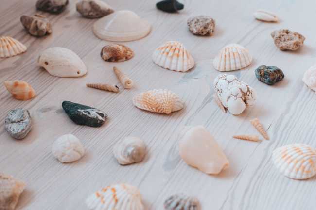 set of sea shells