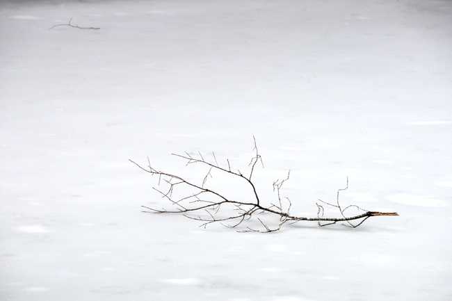 withered branch